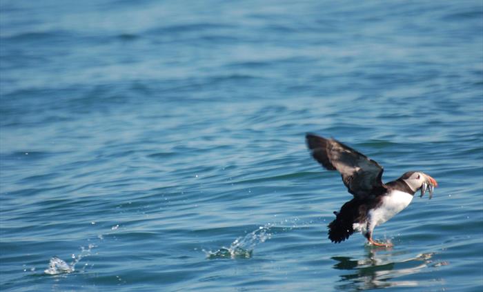 Puffin feeding seen on our Skomer and Ramsey trip.